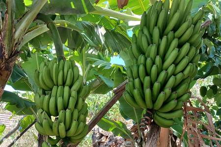 bananen bomen