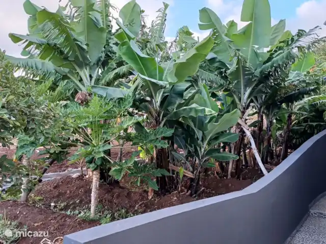 Casa Pestana Ferreira huren in Portugal, Madeira, Estreito da Calheta - vakantiehuis achtertuin huis