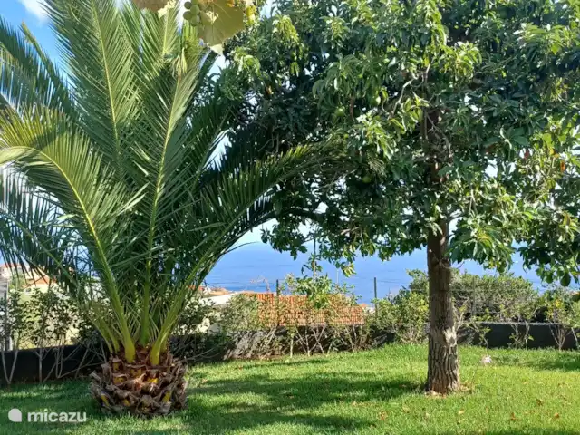 Casa Pestana Ferreira huren in Portugal, Madeira, Estreito da Calheta - vakantiehuis Tuin