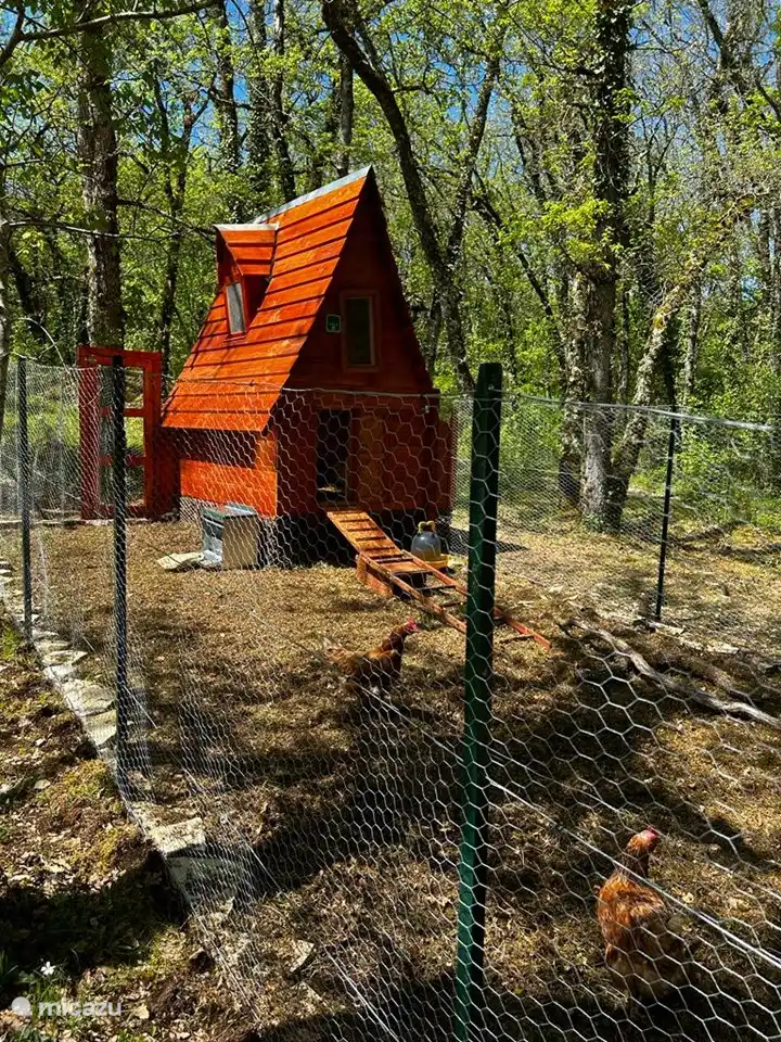 gallinero (sin cocinero)