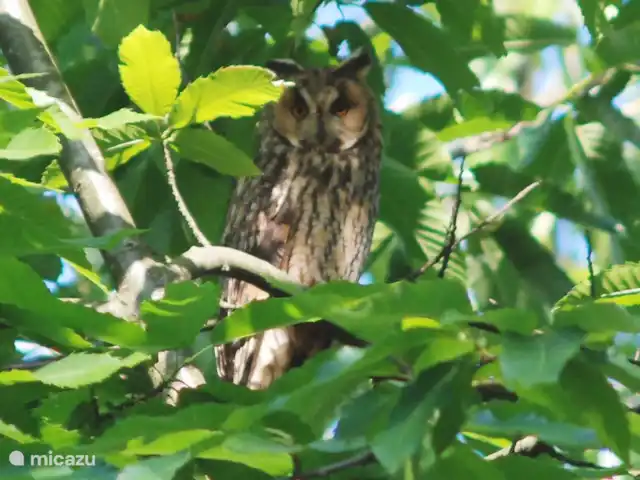 La señorita en Francia, Lot, Lavercantière - casa rural / cabaña Un 'hibú'