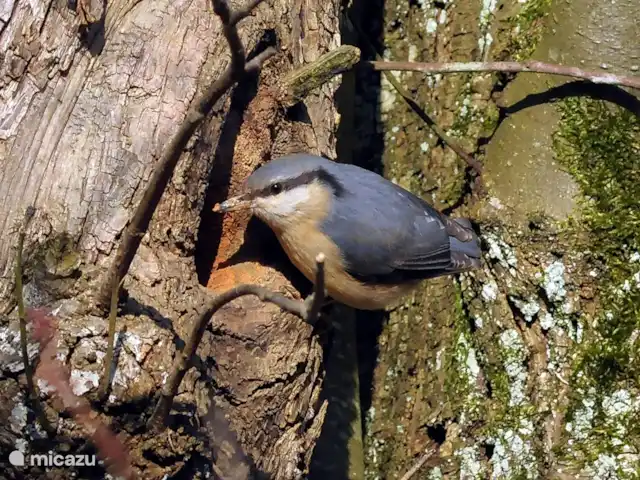 La señorita en Francia, Lot, Lavercantière - casa rural / cabaña Una 'Citélle;