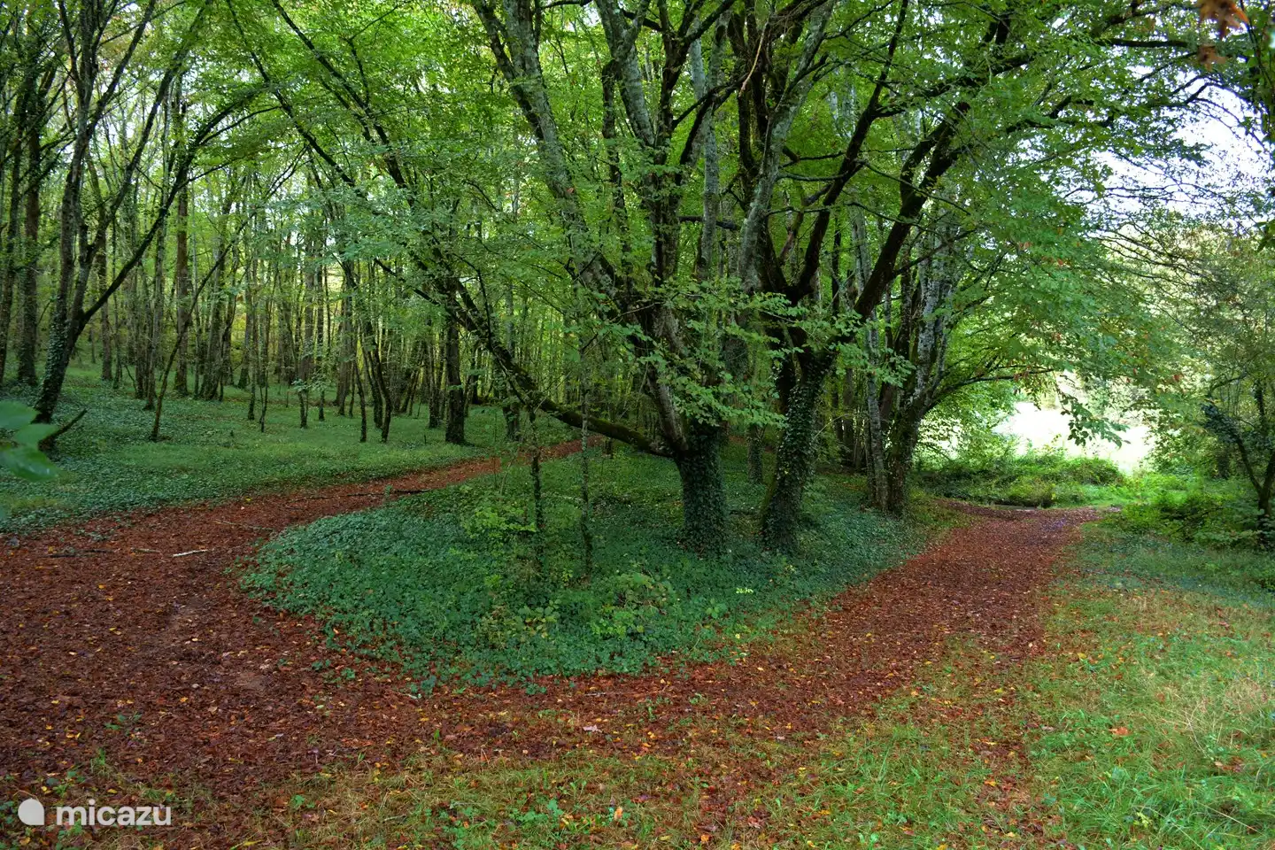 Camino forestal cerca de la casa rural