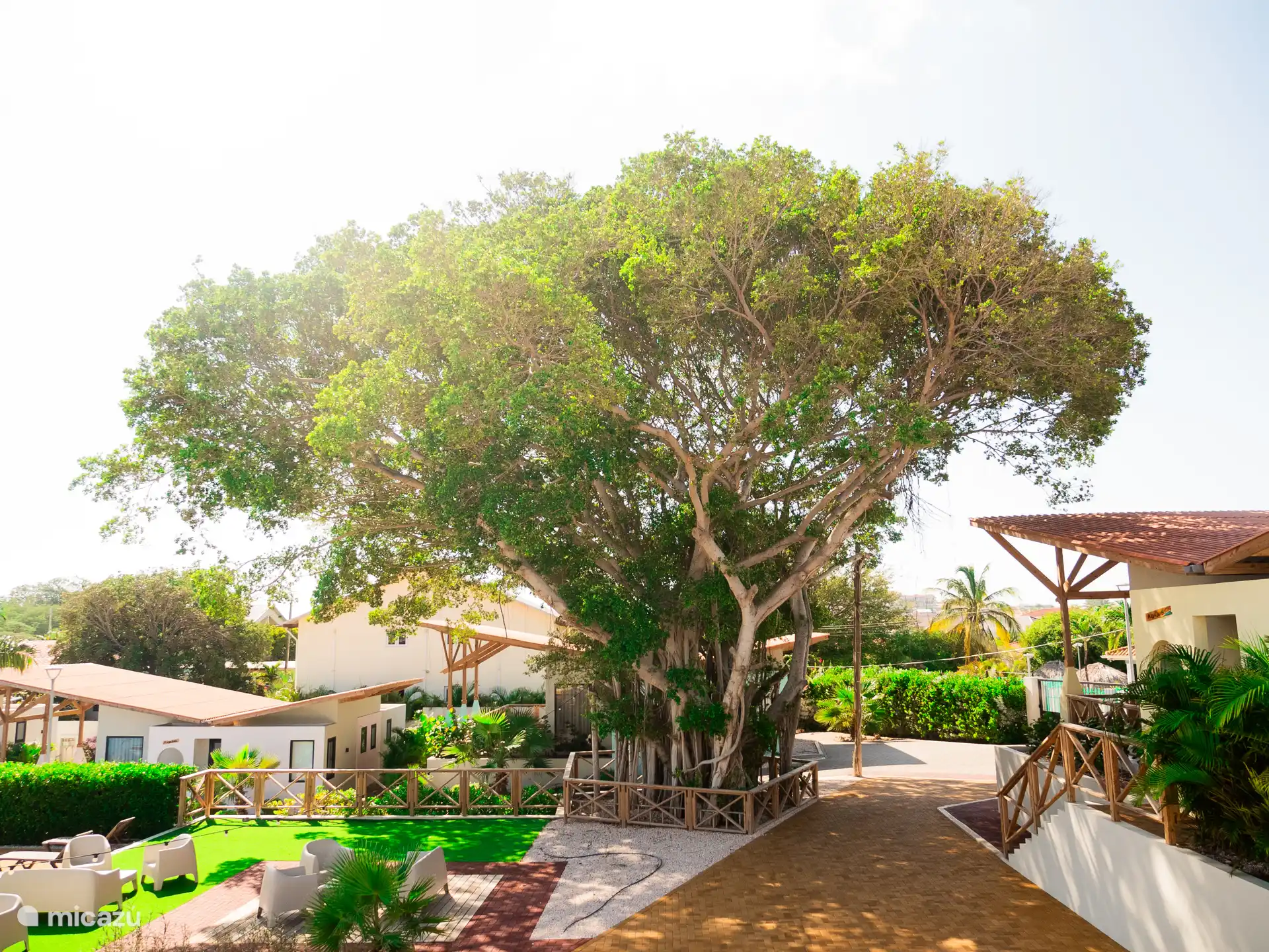 Der große Baum des Lebens, der im Mittelpunkt unseres Parks steht, um auch etwas Schatten am Pool zu spenden.