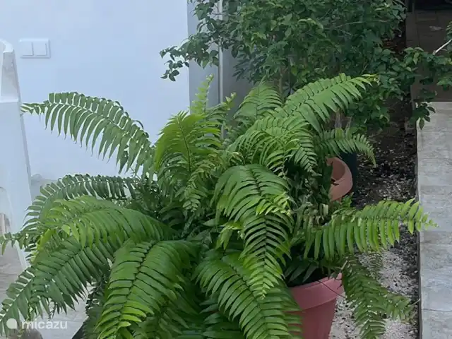 Reina Qasa en Curazao, Curazao Centro, Emmastad - casa vacacional