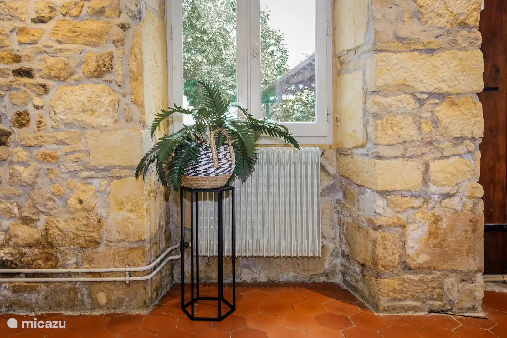 Planta junto a la ventana