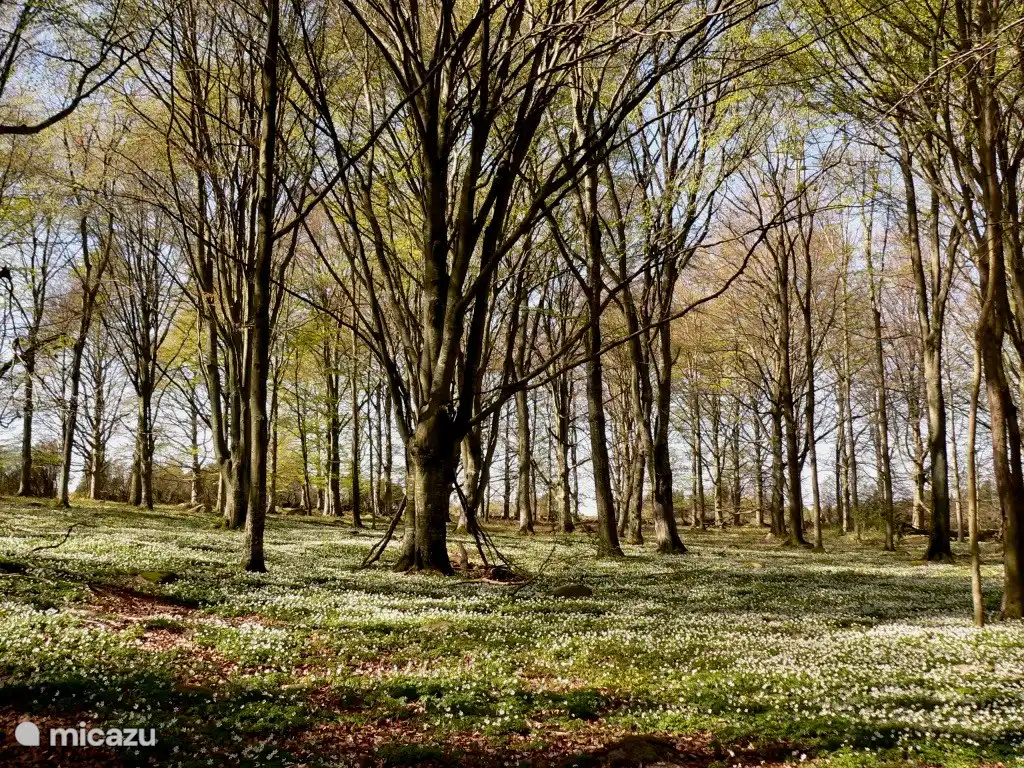 Fantastisches Naturschutzgebiet am Ivö-See.