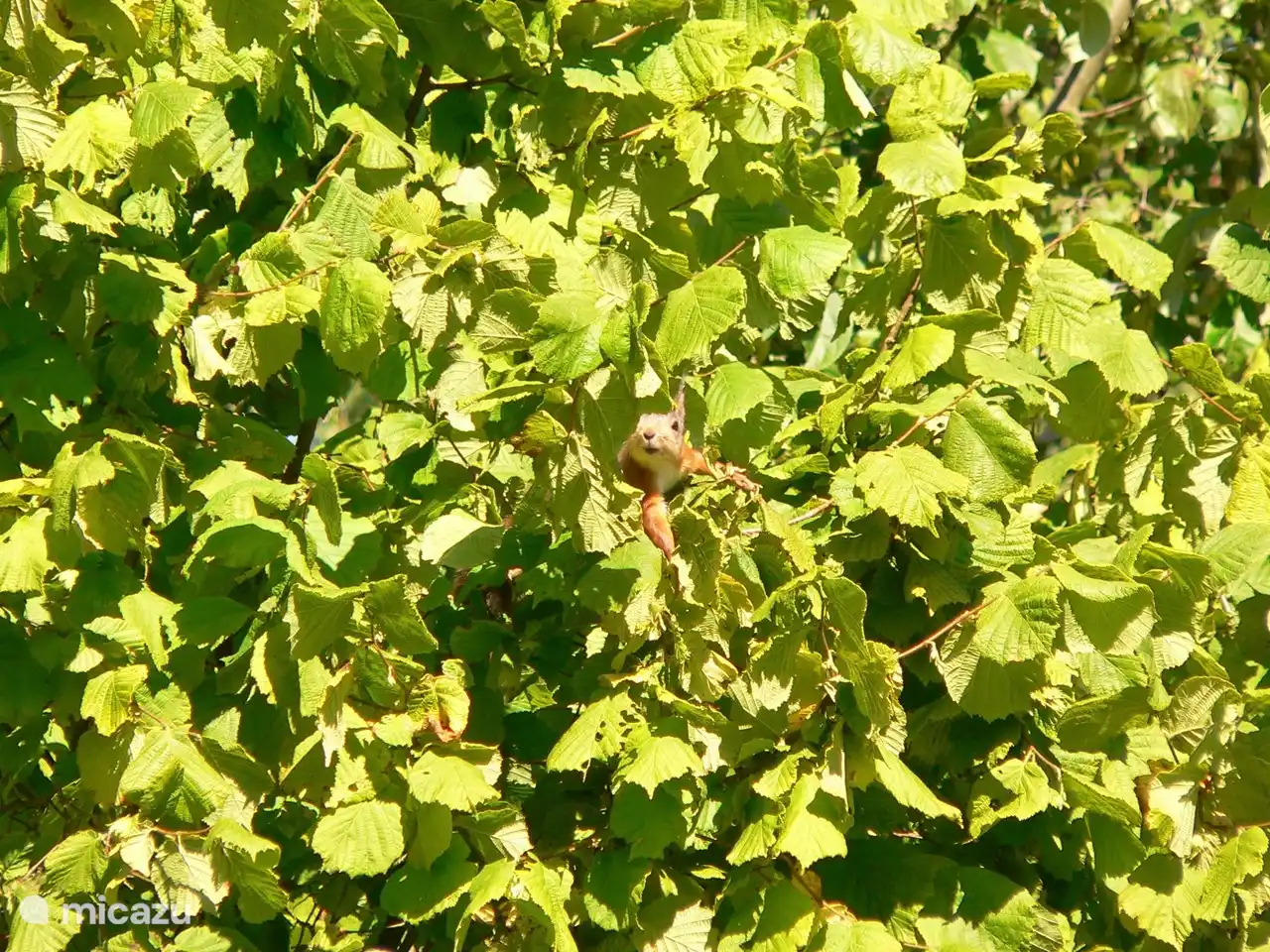 Da sind die Haselnüsse...