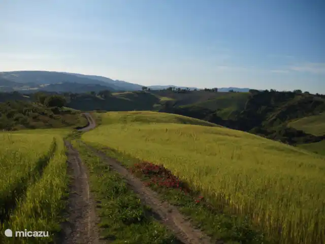 Casa Tavola | Italie, Marche, Isola Di Fano - villa petite route à côté de la maison