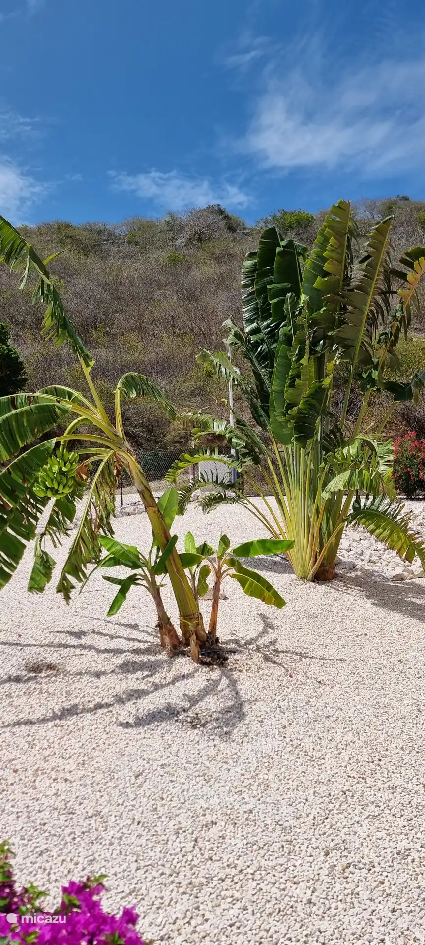 Bananenpflanze und Fächerpalme.