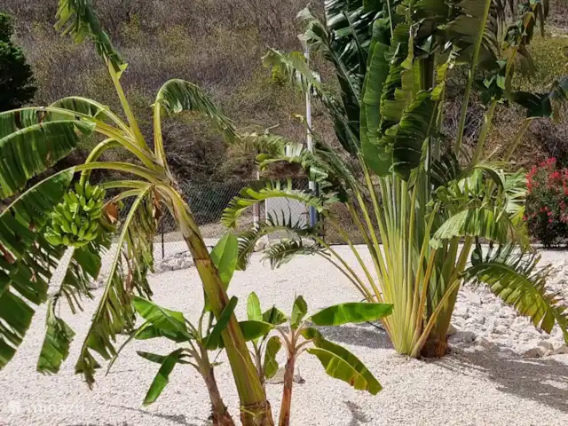 Villa Awa Blou vue mer/au vent | Curaçao, Banda Abou (ouest), Fontein - villa Bananier et palmier en éventail.