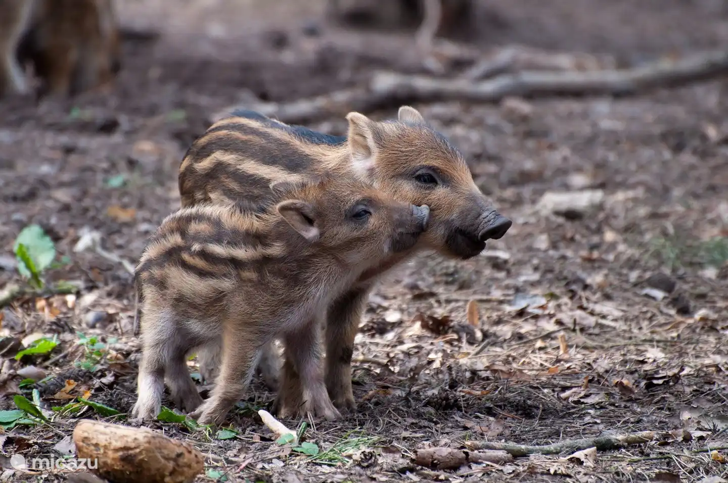 Süße Baby-Wildschweine.