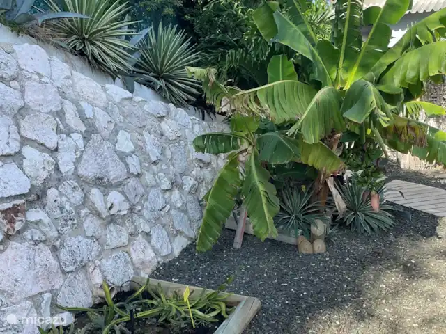 BohoGarden B - Fully airconditioned huren in Curaçao, Banda Ariba (oost), Jan Thiel - appartement Dwergbananen en dragon fruit
