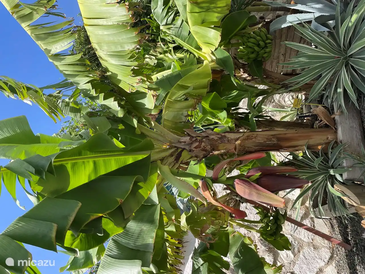 Dwerg bananen in het binnenhof