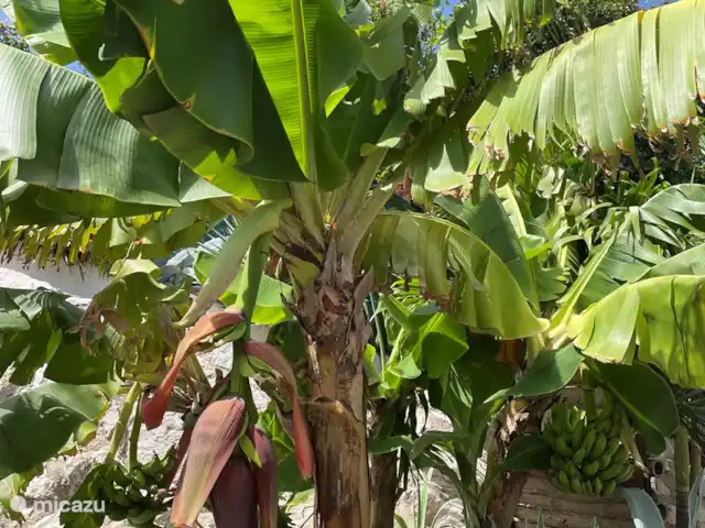BohoGarden B - Fully airconditioned huren in Curaçao, Banda Ariba (oost), Jan Thiel - appartement Dwerg bananen in het binnenhof