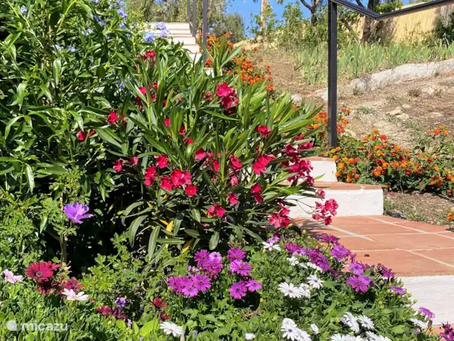 vakantiehuis huren in Spanje, Andalusië, Cómpeta – Finca Galliano Boemenpracht langs de trap tussen zwembad en het huis