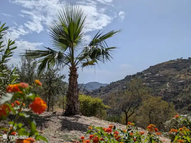 vakantiehuis huren in Spanje, Andalusië, Cómpeta – Finca Galliano Op de voorgrond de kenmerkende bloemen met de kleuren van de Spaanse vlag. Daarachter onze palmboom