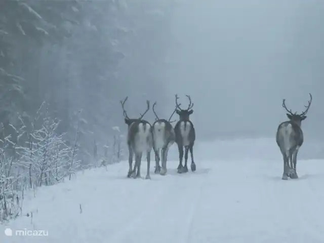 Maison de vacances Högberget | Suède, Jämtland, Föllinge - maison de vacances
