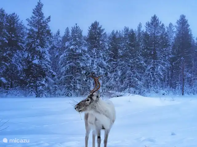 Maison de vacances Högberget | Suède, Jämtland, Föllinge - maison de vacances
