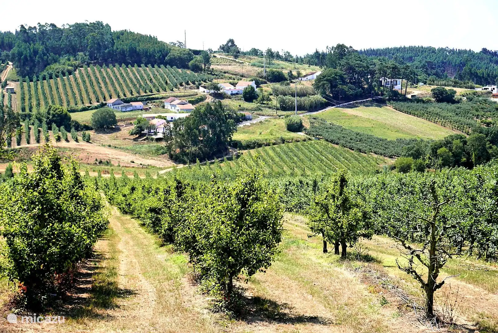 Het zicht vanuit de omliggende appel- en perenboomgaarden, heerlijk in de bloesemtijd.