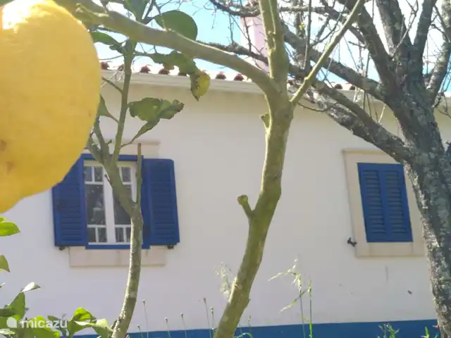 Quinta Da Cabana huren in Portugal, Costa de Prata, Salir de Matos - vakantiehuis Heerlijk fruit, citroenen, appelsienen en limoenen. Als ze rijp zijn, proef gerust een keertje.