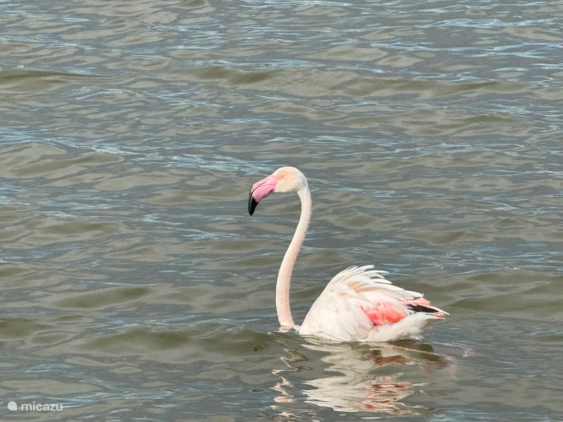 Flamants roses le long de la jetée de San Pedro del Pinatar