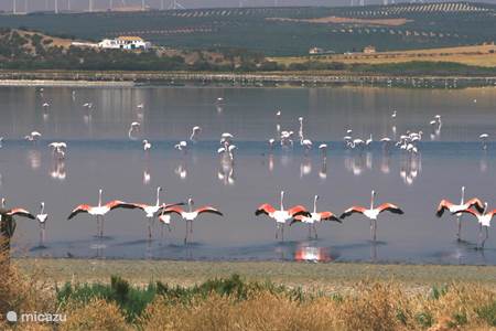 Experience the wild flamingo in its natural habitat: the largest natural lake in Spain