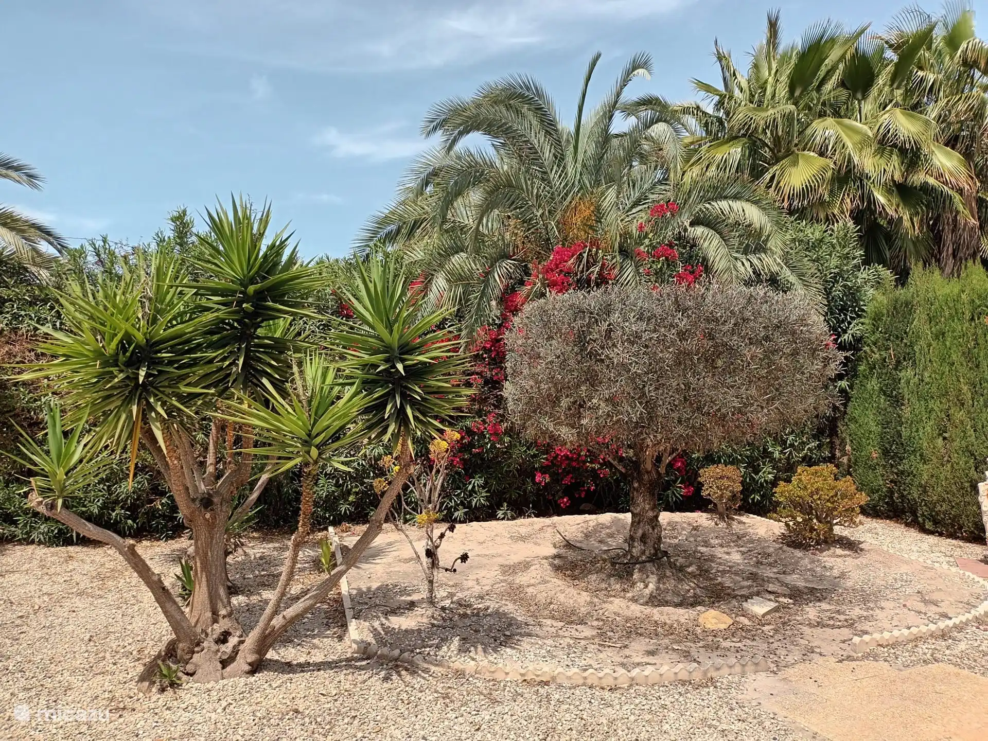 Grün rundherum, unser voll ausgestatteter und grüner Garten. 13 riesige Palmen, blühende Oleander entlang der gesamten Vorderseite, Olivenbäume, Mega Yucca Elephantiasis. Sie werden sich fühlen, als wären Sie in den Tropen mit all diesen tropischen Pflanzen. Das Rauschen des Windes durch die Blätter lässt all Ihren Stress verschwinden!