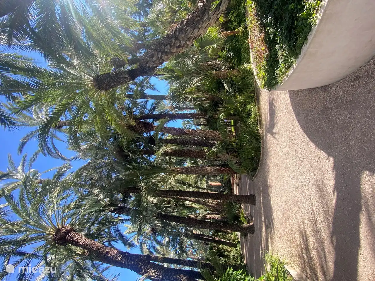 Palmeria de Elche, der weltberühmte Palmenhain, bekannt aus der TV-Sendung Gort über die Grenze von Ilja Gort, der exzentrische Winzer selbst kommt gerne regelmäßig nach Elche! Gib ihm nicht die Schuld! Der Wein, der in Alicante hergestellt wird, ist von höchster Qualität und schmeckt köstlich!