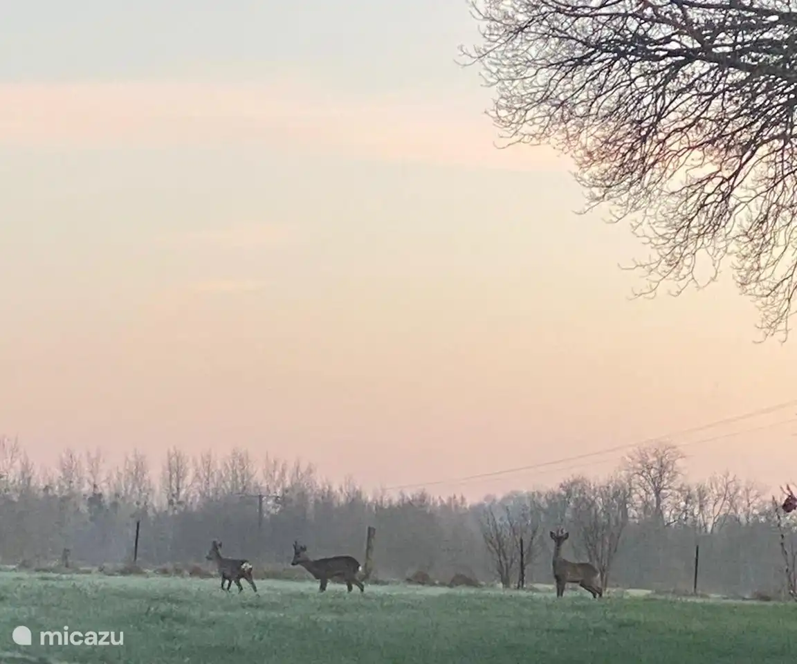 Vue des cerfs depuis le jardin.
