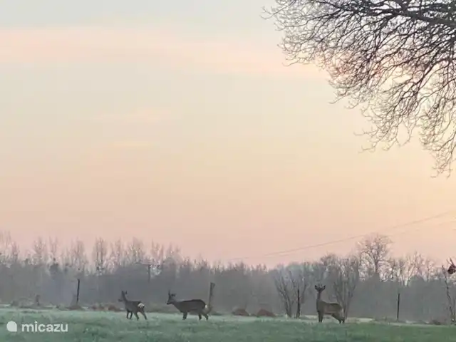 Maison Archon | France, Aisne, Archon - maison de vacances Vue des cerfs depuis le jardin.