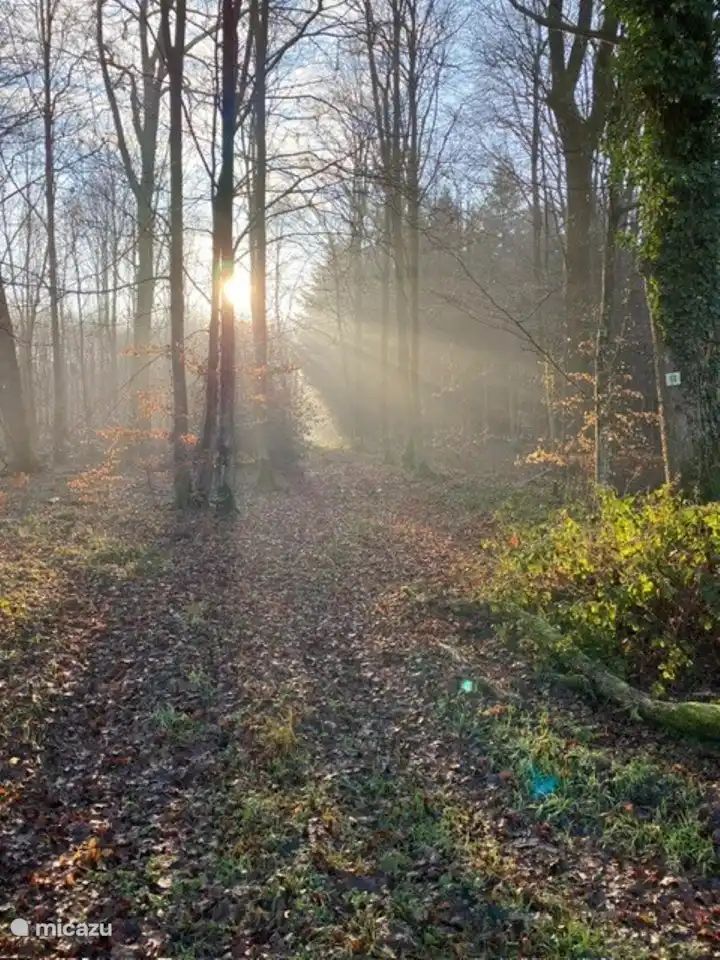 Les bois sont à proximité.