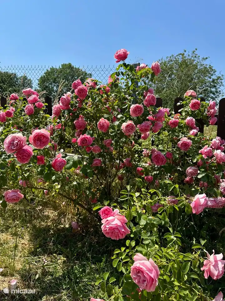 Divers arbustes, arbres, plantes et belles roses dans le jardin !