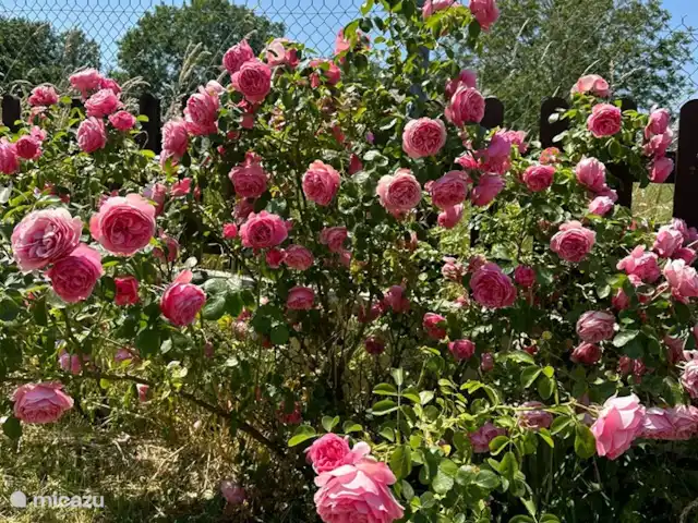 Maison Archon | France, Aisne, Archon - maison de vacances Divers arbustes, arbres, plantes et belles roses dans le jardin !