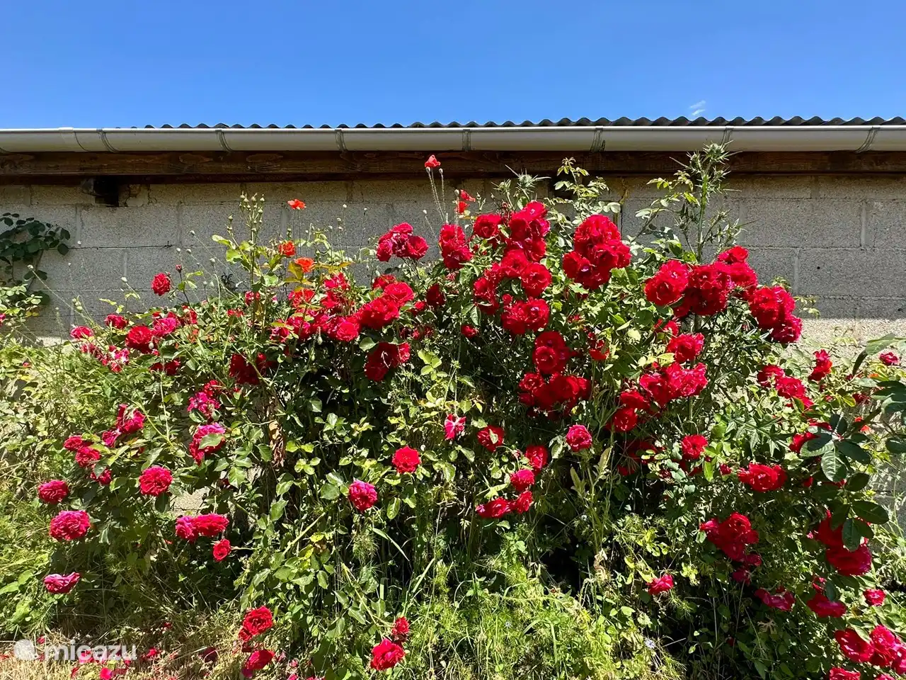 De beaux arbustes à fleurs dans le jardin, dont des roses !