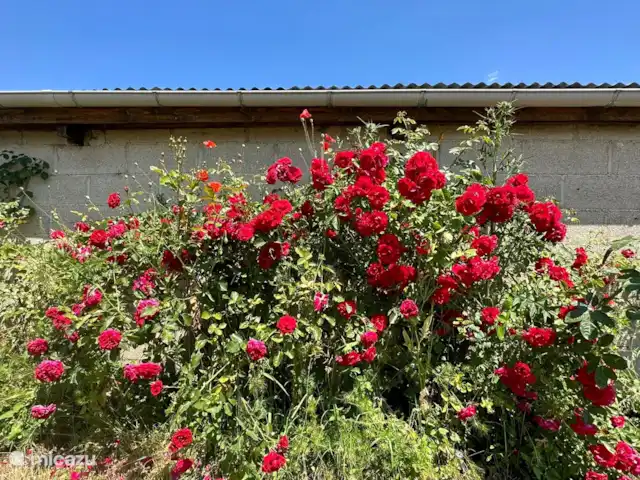 Maison Archon | France, Aisne, Archon - maison de vacances De beaux arbustes à fleurs dans le jardin, dont des roses !