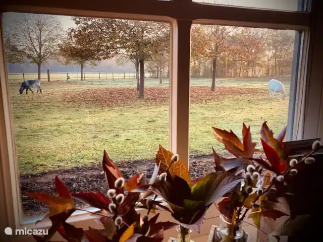 Le Ronfleur | Pays-Bas, Brabant-Septentrional,  Wilbertoord - maison de vacances Couleurs d'automne, vue depuis la fenêtre.