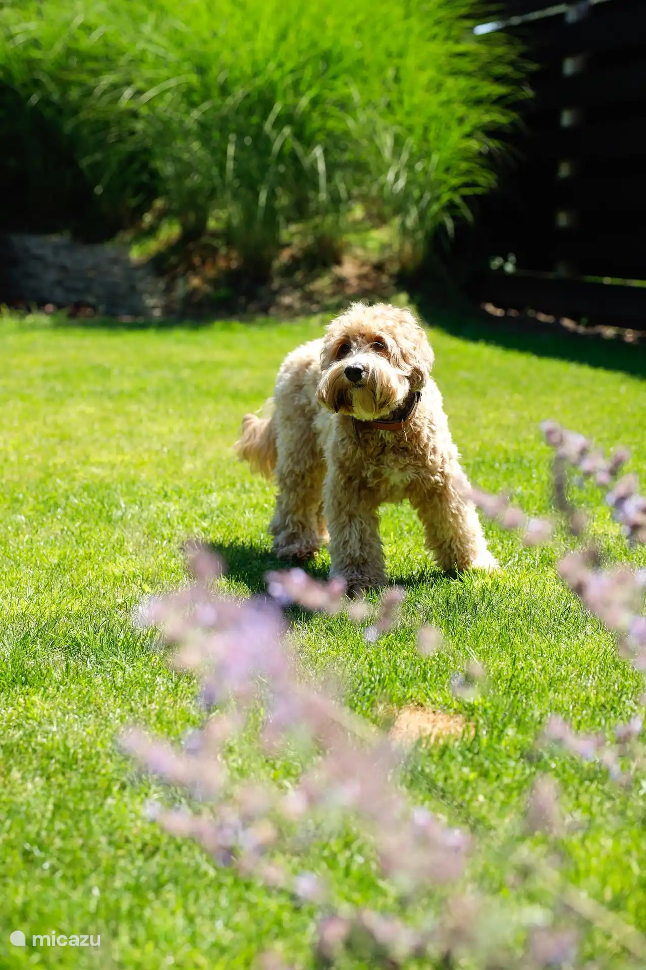 Les chiens sont les bienvenus.