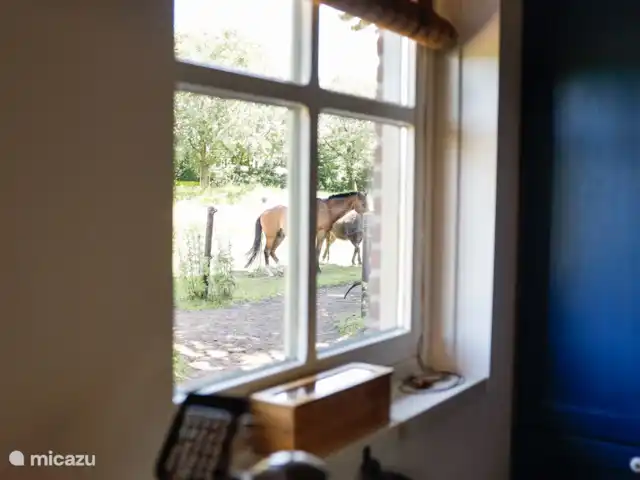 Le Ronfleur | Pays-Bas, Brabant-Septentrional,  Wilbertoord - maison de vacances Vue des chevaux depuis le chalet.