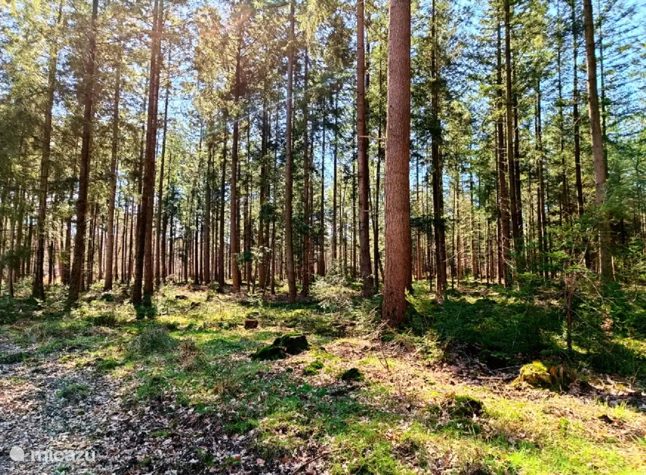Wandern oder Radfahren im Krongebiet Het Loo.