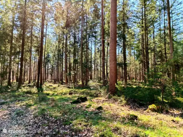 bed & breakfast huren in Nederland, Gelderland, Apeldoorn – Huisje Wenum: 3 - Schotse Hooglander Wandelen of fietsen in kroondomein Het Loo.