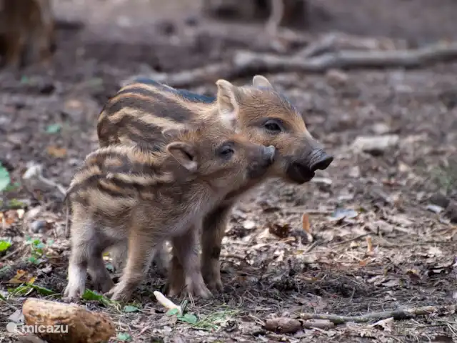 bed & breakfast huren in Nederland, Gelderland, Apeldoorn – Huisje Wenum: 4 - Wolf Schattige baby wilde zwijntjes.