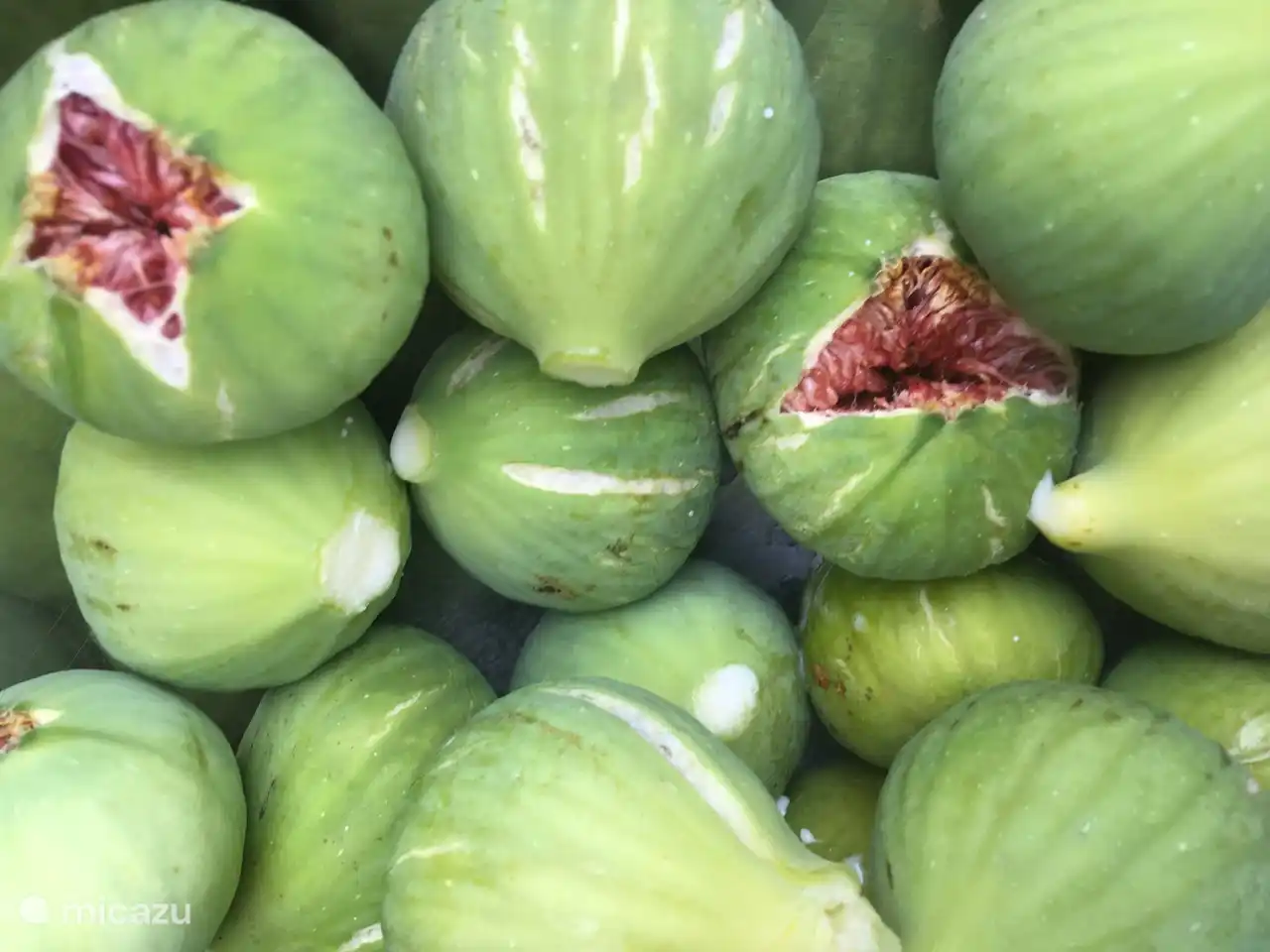 Beaucoup de choses à cueillir dans le verger et le jardin pendant la saison