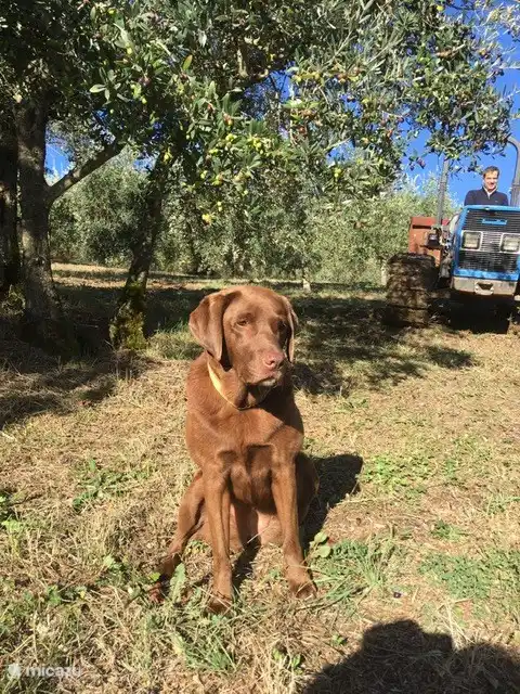 Propriétaire avec Smokey dans l'oliveraie
