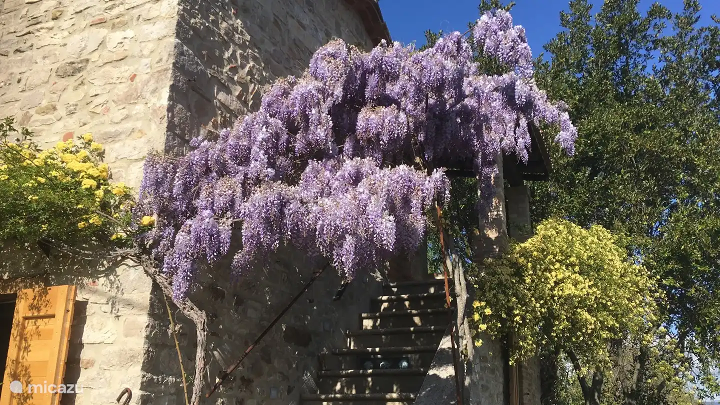 L'entrée de votre chambre. Glycine merveilleusement parfumée