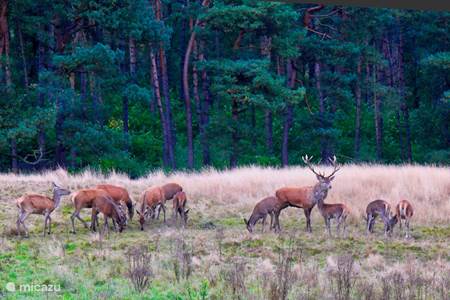 Parque Nacional Hoge Veluwe