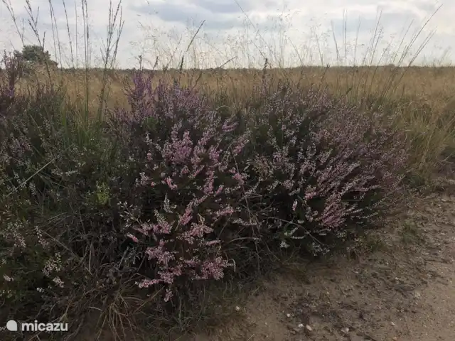 Location de Vacances Pays-Bas, Gueldre, Bennekom, maison de vacances - Horahomes - Cachette Bruyère en fleurs