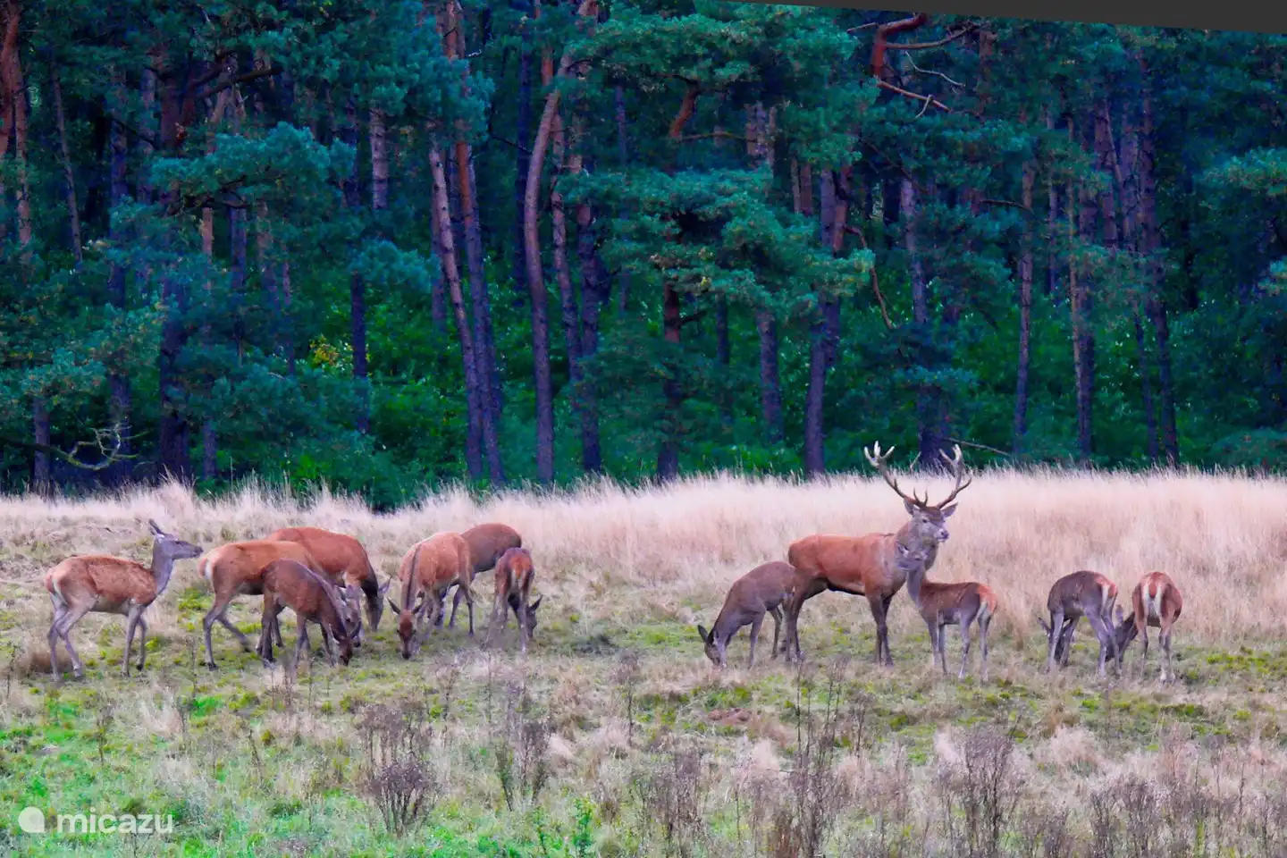 Hoge Veluwe met hertjes