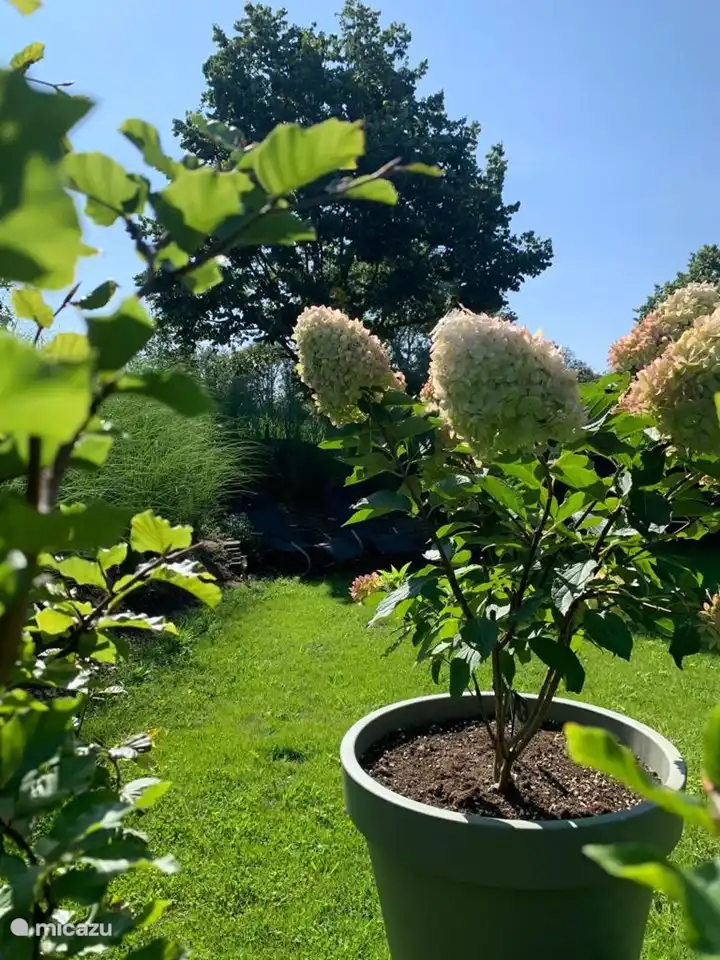 Hortensie im Garten.