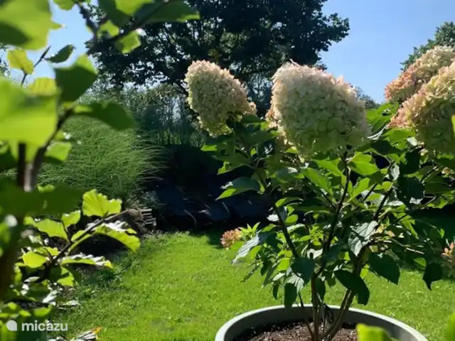 Le rêveur | Pays-Bas, Brabant-Septentrional,  Wilbertoord - maison de vacances Hortensia dans le jardin.
